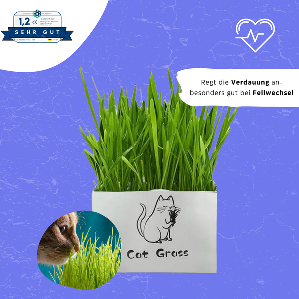 Katzengrass für die Verdauung - Katzenwiese ® von KleineKatze™